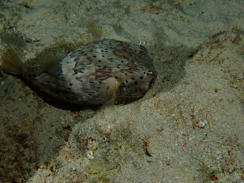 fish in the sea