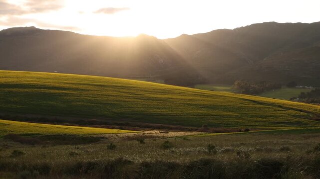 beautiful rolling fields of canola crops, Stanford, South Africa at sunset