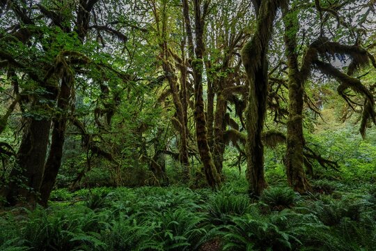 Hoh Rainforest, Olympic National Park, Washington
