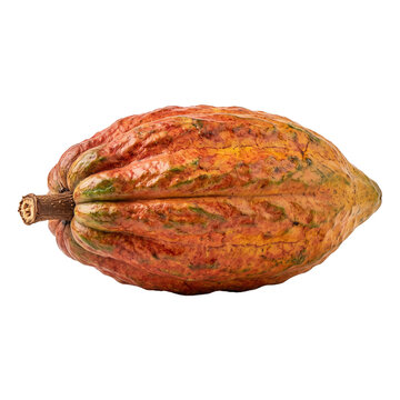Whole ripe cocoa pod fruit with orange and yellow skin on transparent background fresh cacao bean source for chocolate production isolated organic agriculture product macro.