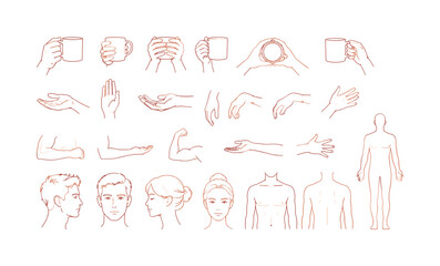 Fototapeta premium Human hand arm face elements medical anatomy minimal outline icons hold cup, hand, wrist, arm, body, torso, face, head, portrait,