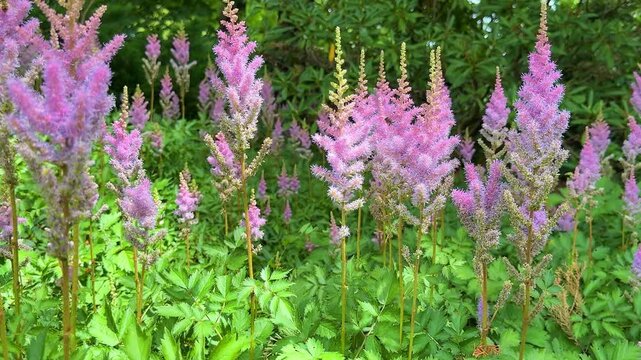 Beautiful pink astilbe blooms in the garden with green leaves, vertical video	
