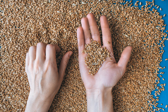 Two female hands hold many grains of wheat in a handful of palms and sprinkle them. The concept of export and import of agricultural products from Ukraine to Europe through Poland.
