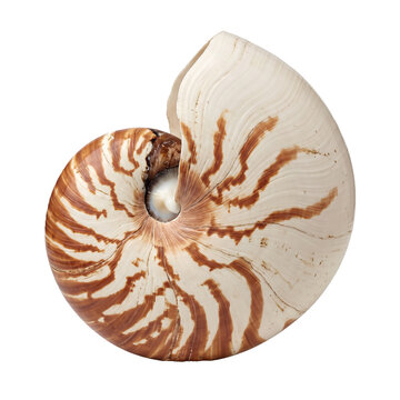 Natural nautilus shell with spiral pattern and brown tiger stripes isolated on transparent background marine mollusk sea life specimen for scientific collection and decoration.