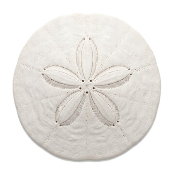 White sand dollar sea shell top view showing radial symmetry with five leaf shaped patterns isolated on transparent background perfect for marine life marine biology study.