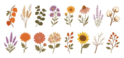 Autumn botanical set with wildflowers, wheat, cotton, lavender, sunflower, berries, eucalyptus and physalis. Cozy fall floral collection. Vector illustration of flowers © Kseniya