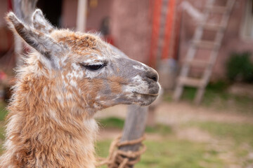 Fototapeta premium Side profile portrait of a brown and white speckled llama at a farm in Peru