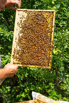 Close-up: a beekeeper removes a honeycomb frame teeming with bees from the hive and inspects it. Organic honey production, traditional farming, and sustainable agriculture.