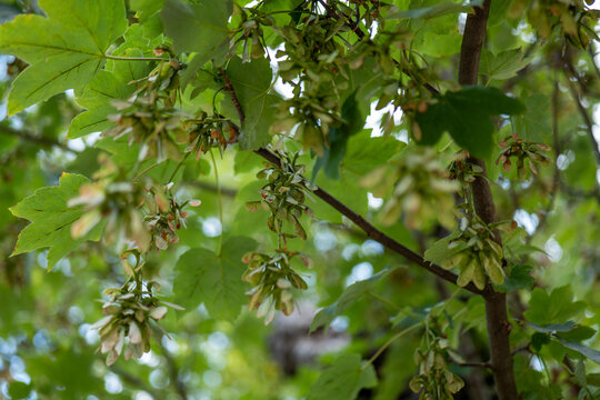 Acer pseudoplatanus in close up
