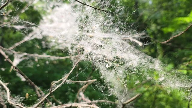 White poplar fluff caught on tree branches gently blowing in the wind during a sunny spring day, representing an allergy season concept in a green forest environment