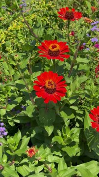 Bright red zinnia flowers blooming in a garden with green leaves, vertical video 