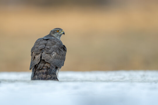 Northern Goshawk looking back while standing in snowy field
