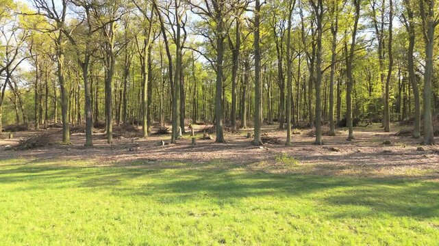 Active forest management and forestry care, Drone perspective of forest management with cleared undergrowth and tree stumps. Tall trees stand, scattered tree stumps, and organised piles of branches. 