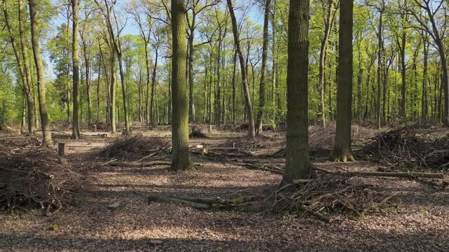Active forest management and forestry care, Drone perspective of forest management with cleared undergrowth and tree stumps. Tall trees stand, scattered tree stumps, and organised piles of branches. S
