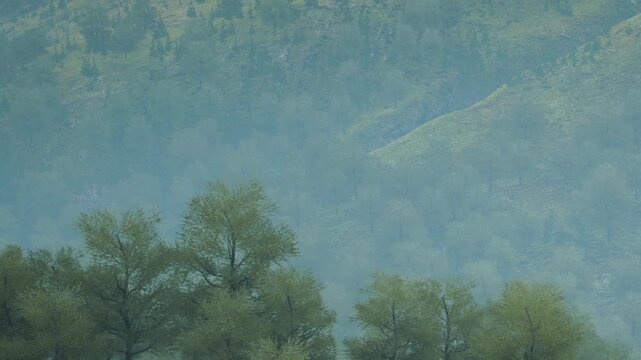 Fog surrounds green trees in a dense forest during the early morning. The light mist gives a soft look to the landscape. The scene shows nature waking up with a calm atmosphere.
