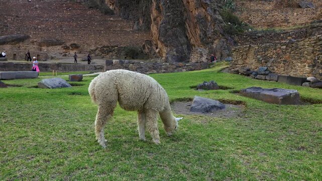 Cute peruvian white alpaca eating grass in Ollantaytambo, Peru. South America.
