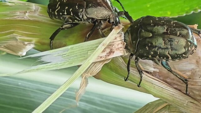 
Two Flower Beetles Fighting for Sap Territory on Corn Stalk Close Up #001

