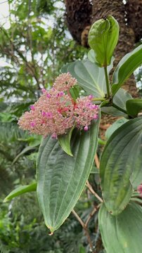 Blooming pink medinilla flowers with large green leaves in a tropical greenhouse