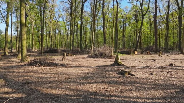 Active forest management and forestry care, Drone perspective of forest management with cleared undergrowth and tree stumps. Tall trees stand, scattered tree stumps, and organised piles of branches. 
