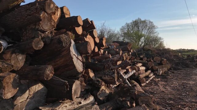 massive pile of harvested, aged tree trunks and timber logs stacked outdoors in a managed forest park. cut wood ends, annual growth rings, hollowed centers, and forestry markings on the timber logs