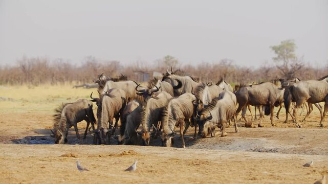 A herd of Blue wildebeest (Connochaetes taurinus) drinks water from a small mud in Safari.