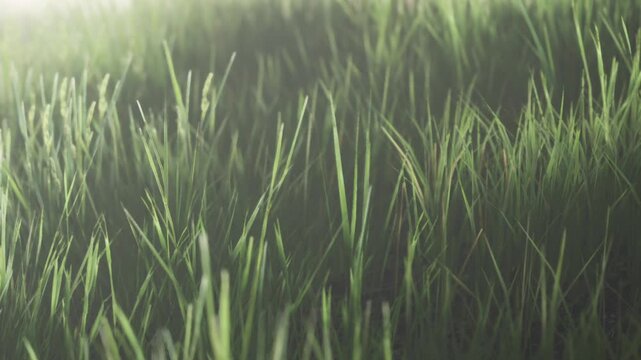 Grass grows tall under the sunlight on a warm summer day. The blades sway slightly in a light breeze. This scene captures the essence of natures growth and beauty.
