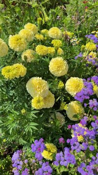Yellow marigold flowers blooming in the garden with purple flowers and green leaves