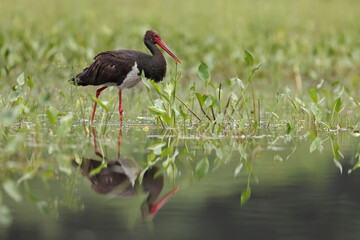 Bocian czarny, hajstra (Ciconia nigra) © Bartosz Rakoczy