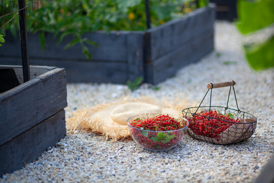 Redcurrant freshly harvested in summer garden. Ripe red berries picked and put in basket and glass bowl among raised beds on farm