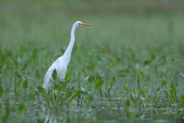 Czapla biała (Ardea alba), great egret © Bartosz Rakoczy