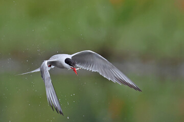 Rybitwa rzeczna (Sterna hirundo), common tern © Bartosz Rakoczy