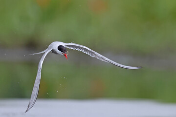 Rybitwa rzeczna (Sterna hirundo), common tern © Bartosz Rakoczy