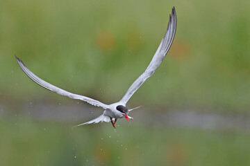Rybitwa rzeczna (Sterna hirundo), common tern © Bartosz Rakoczy