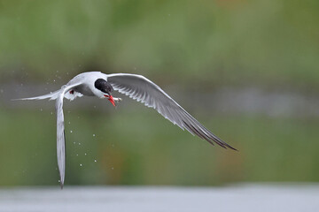 Rybitwa rzeczna (Sterna hirundo), common tern © Bartosz Rakoczy
