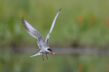 Rybitwa rzeczna (Sterna hirundo), common tern © Bartosz Rakoczy
