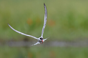 Rybitwa rzeczna (Sterna hirundo), common tern © Bartosz Rakoczy