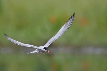Rybitwa rzeczna (Sterna hirundo), common tern © Bartosz Rakoczy