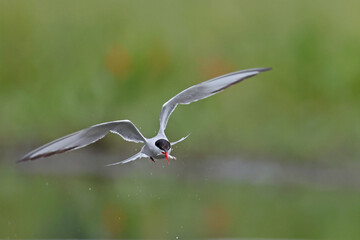 Rybitwa rzeczna (Sterna hirundo), common tern © Bartosz Rakoczy