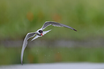 Rybitwa rzeczna (Sterna hirundo), common tern © Bartosz Rakoczy