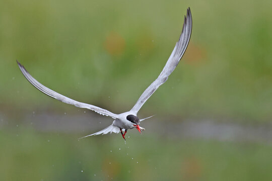 Rybitwa rzeczna (Sterna hirundo), common tern