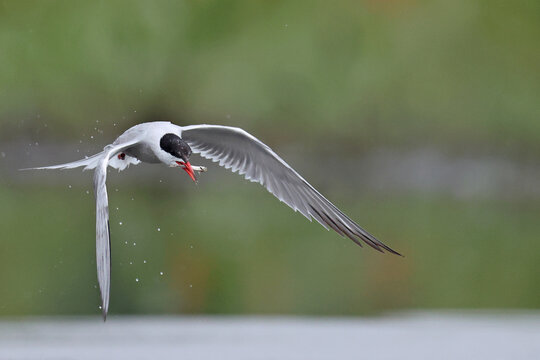 Rybitwa rzeczna (Sterna hirundo), common tern