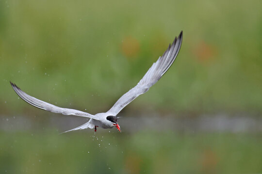Rybitwa rzeczna (Sterna hirundo), common tern