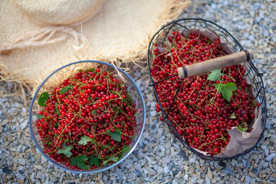 Redcurrant freshly harvested in summer garden. Ripe red berries picked and put in basket and glass bowl. Top view of fruit by hat