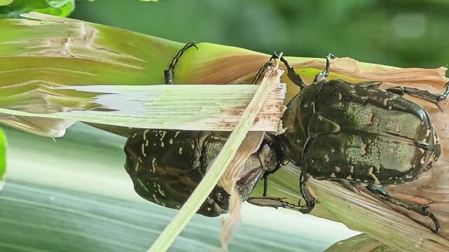 
Two Flower Beetles Fighting for Sap Territory on Corn Stalk Close Up #004

