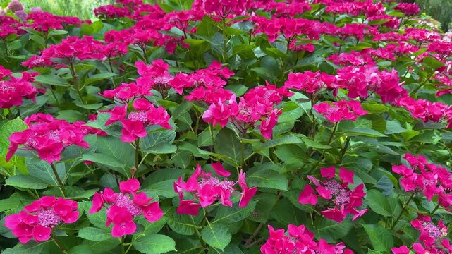 Beautiful red hydrangea flowers blooming in garden	