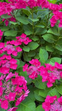 Beautiful red hydrangea flowers blooming in garden, vertical video 