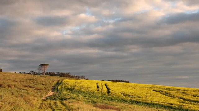 beautiful rolling fields of canola crops, Stanford, South Africa at sunset