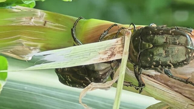 

Two Flower Beetles Fighting for Sap Territory on Corn Stalk Close Up #005