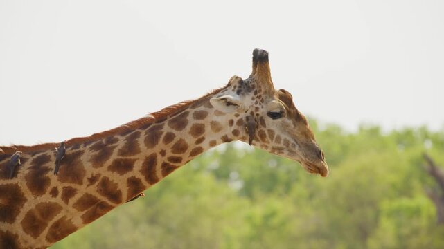 A Northern giraffe (Giraffa giraffa) cleaning nose with his tongue while red billed oxpeckers on his beatiful body.