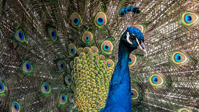 Close up of peacock head and blue neck with iridescent fanned tail feathers displayed in background, colorful bird portrait